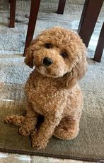 GEZOCHT toy- of minipoedel, maltipoo of doodle vanaf +-1 jr, Dieren en Toebehoren, Rabiës (hondsdolheid), Overige rassen, 1 tot 2 jaar