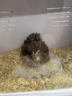 Gezocht een slachterij/ poelier om Japanse kwartel slacht, Meerdere dieren, Overige soorten