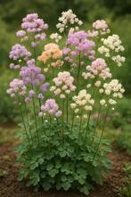 Vaste ruit mix (Thalictrum), Ophalen, Zomer, Overige soorten, Volle zon