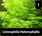 Aquariumplanten, Overige typen