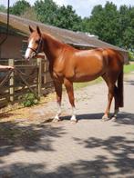 Allround springpaard - 6 jaar - van Darius, Springpaard, B, Gechipt, Ruin