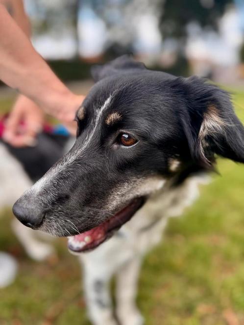 Border collie 6maanden oud [teef], Dieren en Toebehoren, Honden | Herdershonden en Veedrijvers, Teef, Collie, Particulier, Eén hond