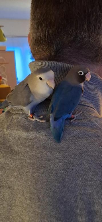 VAKANTIE OPVANG GEZOCHT VOOR ONZE 2 LIEVERDS beschikbaar voor biedingen