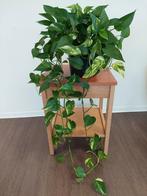 scindapsus aureum, marble queen ., Huis en Inrichting, Kamerplanten, Overige soorten, Ophalen of Verzenden, Halfschaduw, In pot