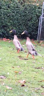 Jonge indische loopeenden, 4 woerden te koop, Dieren en Toebehoren, Pluimvee, Mannelijk, Eend