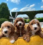 Mini Labradoodle pups, Dieren en Toebehoren, Honden | Retrievers, Spaniëls en Waterhonden, Nederland, Overige rassen, 8 tot 15 weken