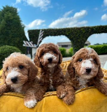 Mini Labradoodle pups beschikbaar voor biedingen
