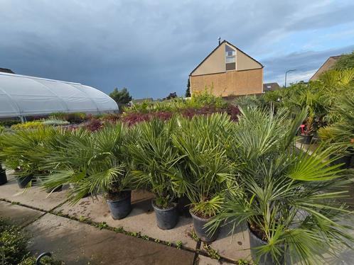 Palmbomen humilis camerop stunt €55xxxl palmbomen, Tickets en Kaartjes, Recreatie | Pretparken en Attractieparken, Eén persoon