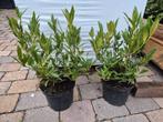 Prunus Otto Luijken laurierkers 50% korting, Tuin en Terras, Ophalen of Verzenden, Laurier, Haag, Minder dan 100 cm