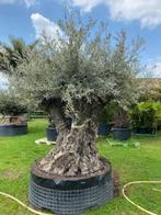 Prachtige olijfboom 3-stammig / NR BA34, Tuin en Terras, Planten | Bomen, 100 tot 250 cm, Olijfboom, Zomer, Ophalen