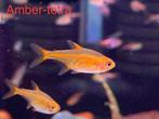 Aquariumvissen, diverse tropische, Dieren en Toebehoren, Vis, Zoetwatervis