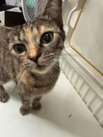 Kat te koop, Dieren en Toebehoren, Katten en Kittens | Raskatten | Korthaar, Poes