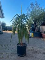 Tekoop aangeboden palmlelie Yucca Toef L., 100 tot 150 cm, Ophalen of Verzenden, In pot, Yucca