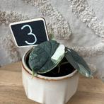 Alocasia melo variegata, Huis en Inrichting, Kamerplanten, Ophalen of Verzenden, Halfschaduw, Minder dan 100 cm