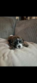 Shih tzu pups, Overige rassen, Meerdere, Meerdere dieren, Nederland