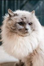 Ragdol dek kater te koop, Ragdoll, Kater, Kater, Met stamboom, 6 jaar of ouder