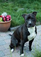 Pitbull dekreu, Dieren en Toebehoren, 15 weken tot 1 jaar, Reu, Eén hond, Nederland