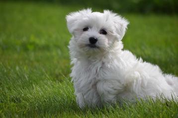 Maltezer pups 💖💖💖 beschikbaar voor biedingen