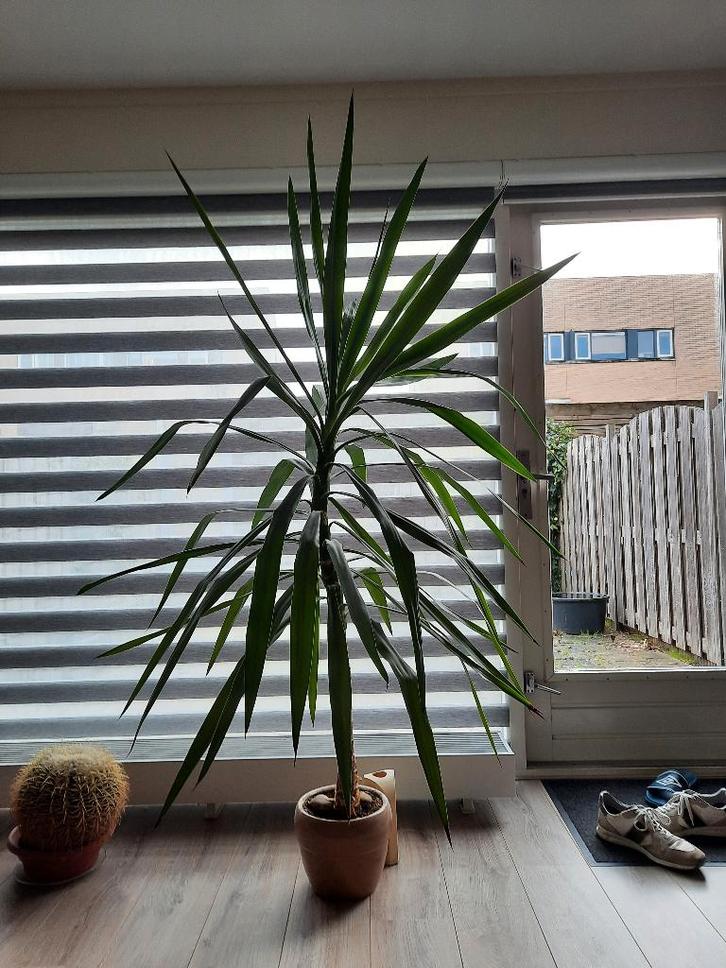 Yucca 180x130, Huis en Inrichting, Kamerplanten, Yucca, 150 tot 200 cm, Groene kamerplant, Halfschaduw, In pot, Ophalen