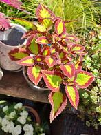 Kamerplant🪴siernetel Coleus 🪴OPHALEN, Huis en Inrichting, Kamerplanten, Ophalen, Overige soorten, Minder dan 100 cm