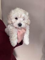 Prachtig beige maltipoo pup dametje mag het nestje verlaten, Dieren en Toebehoren, CDV (hondenziekte), 8 tot 15 weken, Teef, Eén hond