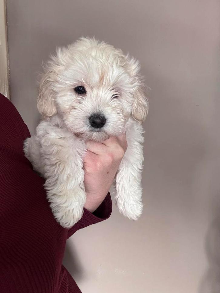 Prachtig beige maltipoo pup dametje mag het nestje verlaten, Dieren en Toebehoren, Honden | Niet-rashonden, Klein, Teef, Particulier