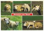 Ansichtkaart	Texel	Schapen	5-luik, Verzenden, 1980 tot heden, Gelopen, Waddeneilanden