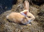 Jonge vlaamse reuzen, Dieren en Toebehoren, Konijnen, Mannelijk, Groot