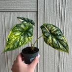 Alocasia dragon scale variegata, Ophalen of Verzenden, Overige soorten, Minder dan 100 cm