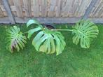 Tekoop Monstera Deliciosa bladeren 40cm+, Ophalen, Overige soorten, Minder dan 100 cm