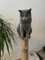 Liefdevolle Oppas voor Honden & Katten –  Hoofddorp