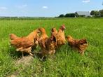 Jonge tamme New Hampshire kippen hennen gesekst en ingeënt, Dieren en Toebehoren, Pluimvee, Vrouwelijk, Kip
