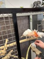 inca Kaketoe, Dieren en Toebehoren, Mannelijk, Papegaai, Geringd