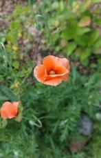 Bleke Klaproos zaden, Ophalen of Verzenden, Volle zon