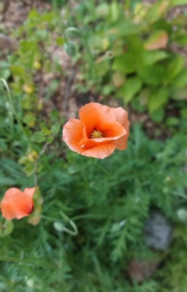 Bleke Klaproos zaden, Tuin en Terras, Bloembollen en Zaden, Volle zon, Ophalen of Verzenden
