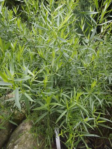 Artemisia dracunculus – Russische dragon Bio beschikbaar voor biedingen