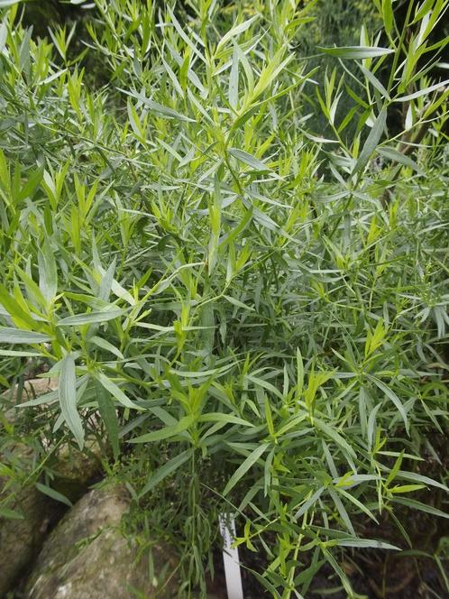 Artemisia dracunculus – Russische dragon Bio, Tuin en Terras, Planten | Tuinplanten, Vaste plant, Kruiden, Volle zon, Zomer, Ophalen of Verzenden