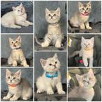 Britse korthaar kitten, Ontwormd