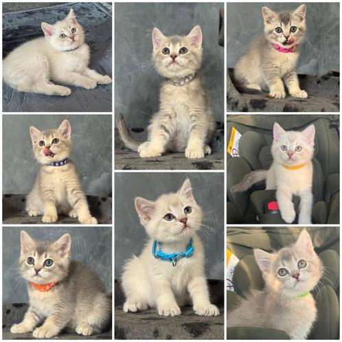 Britse korthaar kitten, Dieren en Toebehoren, Katten en Kittens | Raskatten | Korthaar, Ontwormd