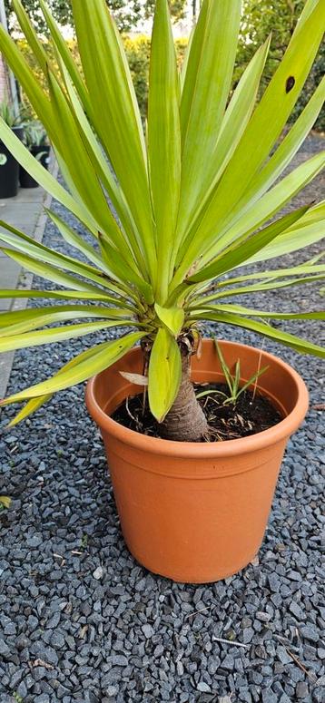 Te koop aangeboden: Winterharde Yucca beschikbaar voor biedingen