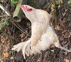 Poule de Bresse Hanen, Dieren en Toebehoren, Pluimvee, Mannelijk, Kip