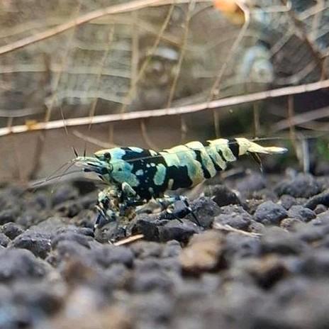 Advanced nanashi (uitgeselecteerde) galaxy tiger pinto, Dieren en Toebehoren, Vissen | Aquariumvissen, Kreeft, Krab of Garnaal
