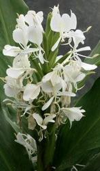 Hedychium knollen sier gember, Ophalen of Verzenden, Overige soorten, Volle zon