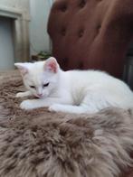 Kitten poesje, Poes, Ontwormd
