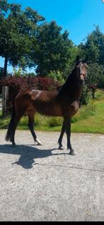 Dressuur merrie te koop, Dieren en Toebehoren, Merrie, Gechipt, Dressuurpaard, Zadelmak