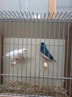 Koppel gouldamadines blauw x zilver, Dieren en Toebehoren, Vogels | Overige Vogels, Meerdere dieren, Geringd