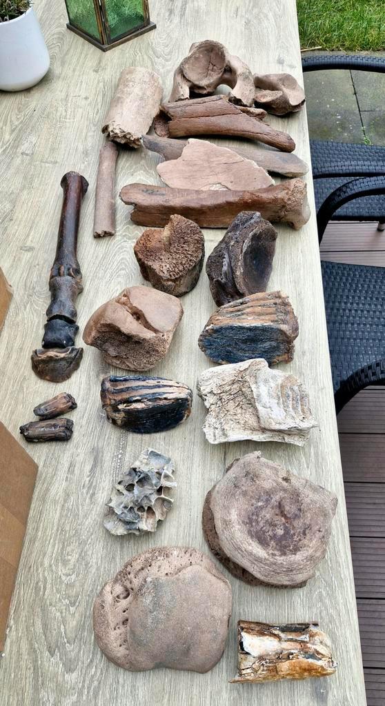 Mammoet & Wolharige Neushoorn Botten Collectie, Verzamelen, Mineralen en Fossielen, Fossiel, Ophalen of Verzenden