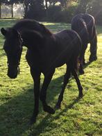 Fries hengstveulen Auwert x Maurits, Dieren en Toebehoren, Paarden, Minder dan 160 cm, Niet van toepassing, Dressuurpaard, 0 tot 2 jaar