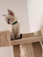 Nog maar 1 Bengaalse kittens beschikbaar—super aanhankelijk!, Dieren en Toebehoren, Katten en Kittens | Raskatten | Korthaar, Meerdere dieren