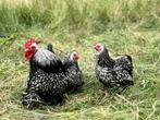 Cochin kriel kippen Zilver-zwartgezoomd, gesekst en ingeënt
